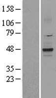 KCNK2 / TREK-1 Protein (Over-Expression Lysate Myc-DDK (Flag))