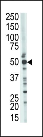 TSG101 Antibody (aa1-30)