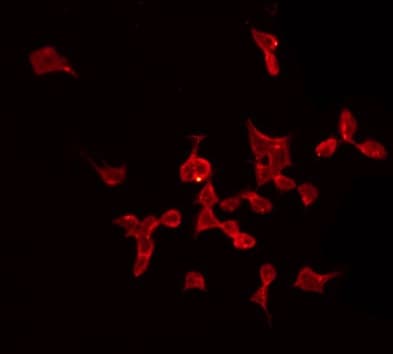 Complement C1QB Antibody