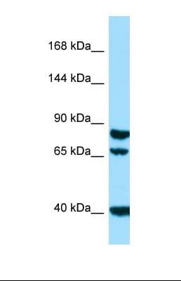 SCUBE1 Antibody (aa63-112)