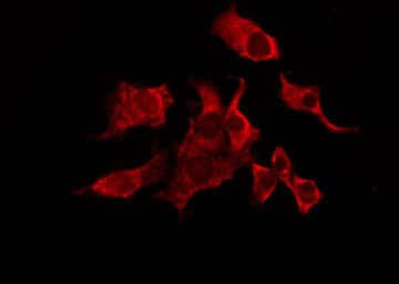 MRGPRX3 / MRGX3 Antibody