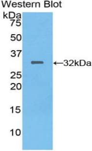 MEP1A / Meprin Alpha Antibody (aa219-463)