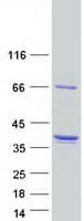 Human DNALI1 Protein (Recombinant Myc-DDK (Flag))