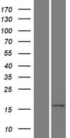 PPIL5 Protein (Over-Expression Lysate Myc-DDK (Flag))