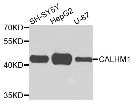 CALHM1 Antibody