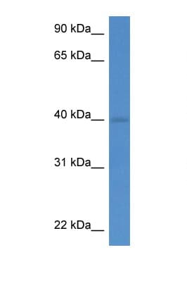 WDR5 Antibody (aa265-314)