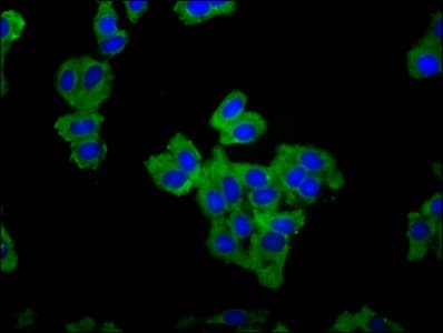 Polyclonal Rabbit anti-Human LRRC16 / CARMIL Antibody (IF)