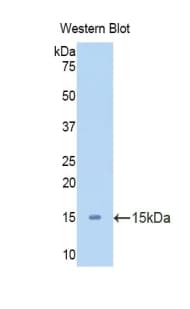 SFTPC / Surfactant Protein C Antibody (aa95-194)