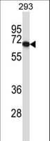 Polyclonal Rabbit anti-Human PDILT Antibody (aa345-374, WB)