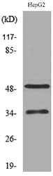 TFPI / LACI Antibody