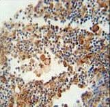 Polyclonal Rabbit anti-Human OR9Q1 Antibody (aa279-308, IHC, WB)