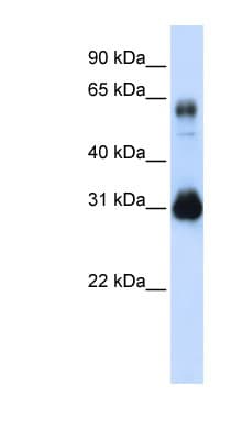 SOX15 Antibody (C-Terminus)