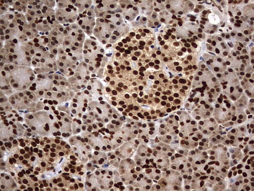 H2AFY2 Antibody (aa2-261, clone OTI1F9)