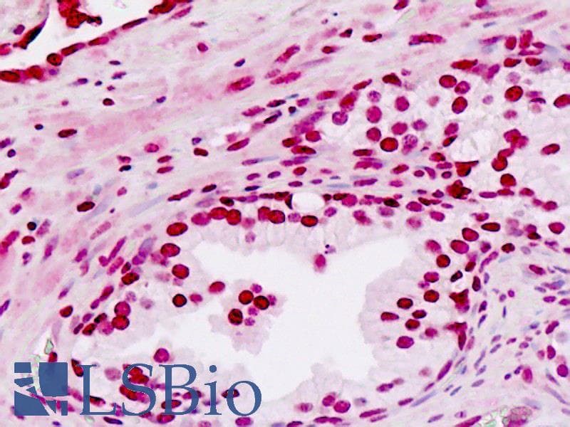 IHC-plus™ EN2 Antibody (aa243-271)