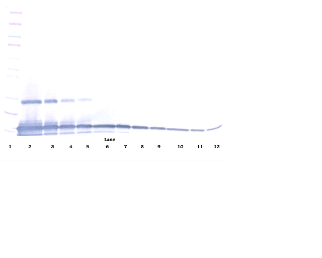 CCL28 / MEC Antibody