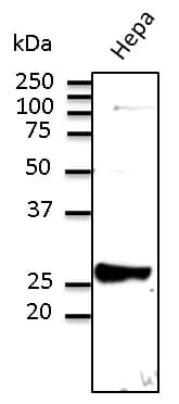 Polyclonal Goat anti-Mouse RAB9A / RAB9 Antibody (C-Terminus, WB)