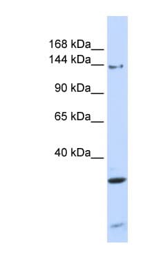 PIK3R4 Antibody (aa360-409)