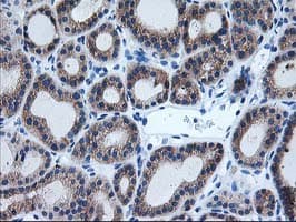 AIPL1 Antibody (clone OTI3B4, Carrier-free)