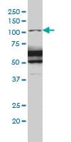 RASA1 Antibody (clone 2C12)