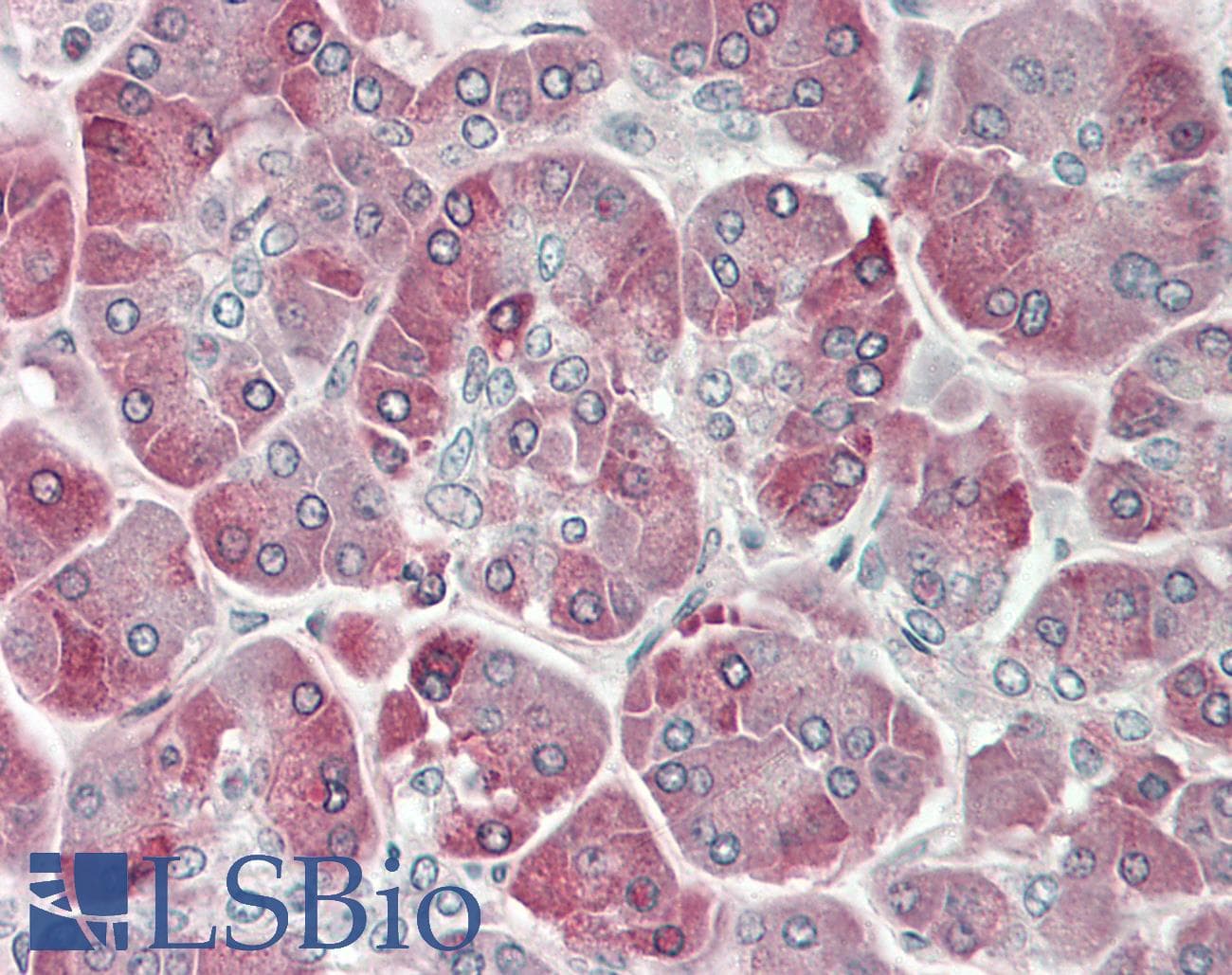 IHC-plus™ Trypsin Antibody