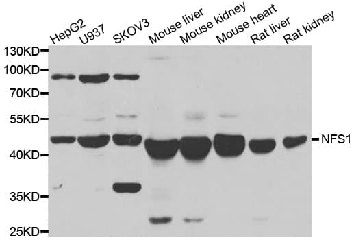IHC-plus™ NFS1 Antibody