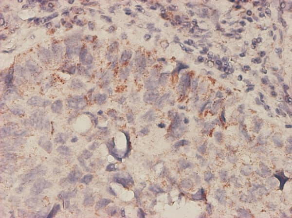 MIF Antibody (clone 2A10-4D3)
