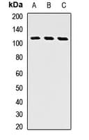 GGCX Antibody