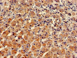 STXBP3 Antibody
