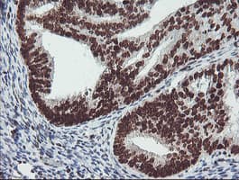 FMR1 / FMRP Antibody (clone OTI1C6)