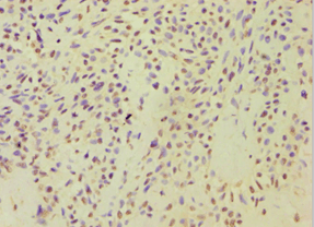 ARF3 Antibody (aa1-181)
