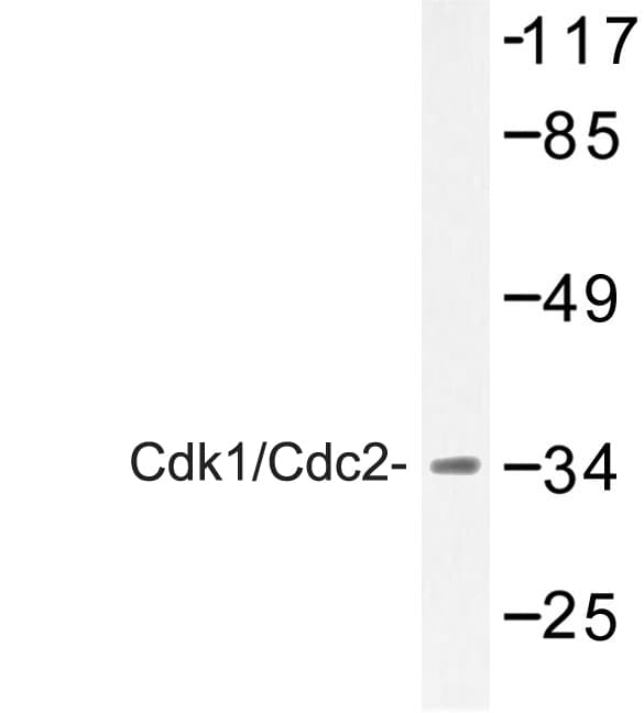 Polyclonal Rabbit anti-Human CDK1 / CDC2 Antibody (Glu8, WB)