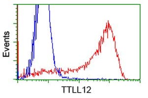 KIAA0153 / TTLL12 Antibody (clone OTI3H6)