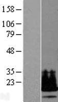 C19orf53 Protein (Over-Expression Lysate Myc-DDK (Flag))
