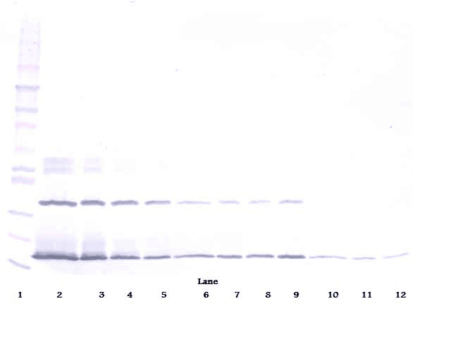 Polyclonal Rabbit anti-Human IFNL2 / IL28A Antibody (Biotin, WB)
