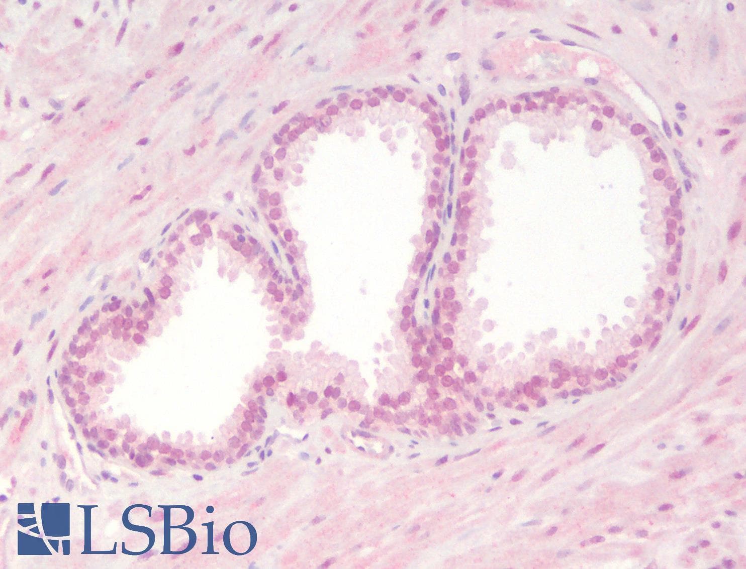 IHC-plus™ SOX2 Antibody
