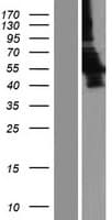 LDHD / Lactate Dehydrogenase D Protein (Over-Expression Lysate Myc-DDK (Flag))