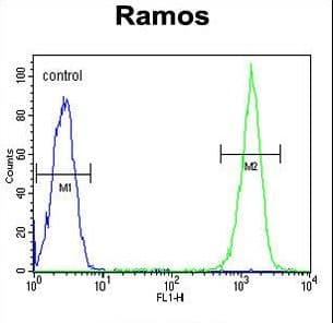 Polyclonal Rabbit anti-Human CMTM7 / CKLFSF7 Antibody (aa13-42, WB)