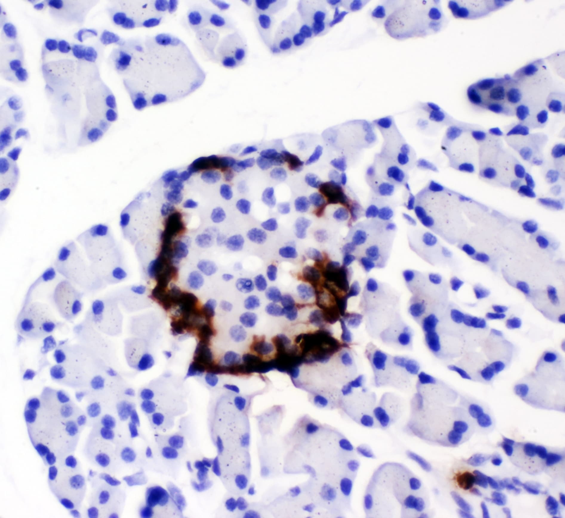 Peptide YY / PYY Antibody