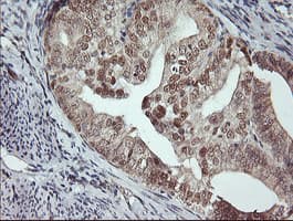 MSI1 / Musashi 1 Antibody (clone OTI1G8, Carrier-free)