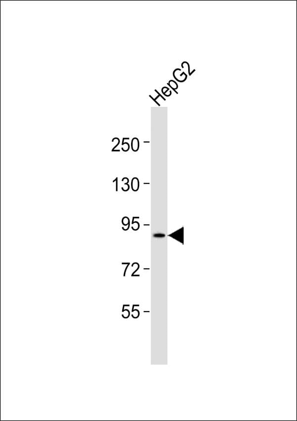 PDE4B Antibody