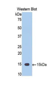 TNFSF12 / TWEAK Antibody (aa148-247)