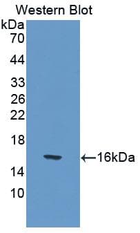 IL17 Antibody (aa22-158, PE)