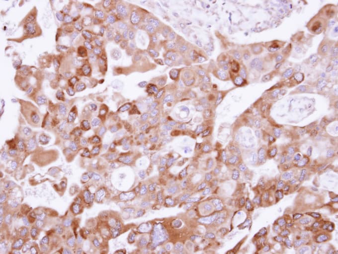 UFD1L Antibody (aa1-307)
