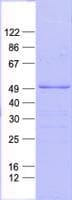 Human ATF4 Protein (Recombinant His, N-Terminal)