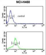 MUTYH / MYH Antibody (aa341-367)
