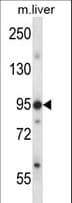 Polyclonal Rabbit anti-Mouse ERN1 / IRE1 Antibody (aa827-855, WB)