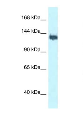 BAG6 / G3 / Scythe Antibody (C-Terminus)