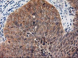 ALS2CR1 / NIF3L1 Antibody (clone OTI3E1)