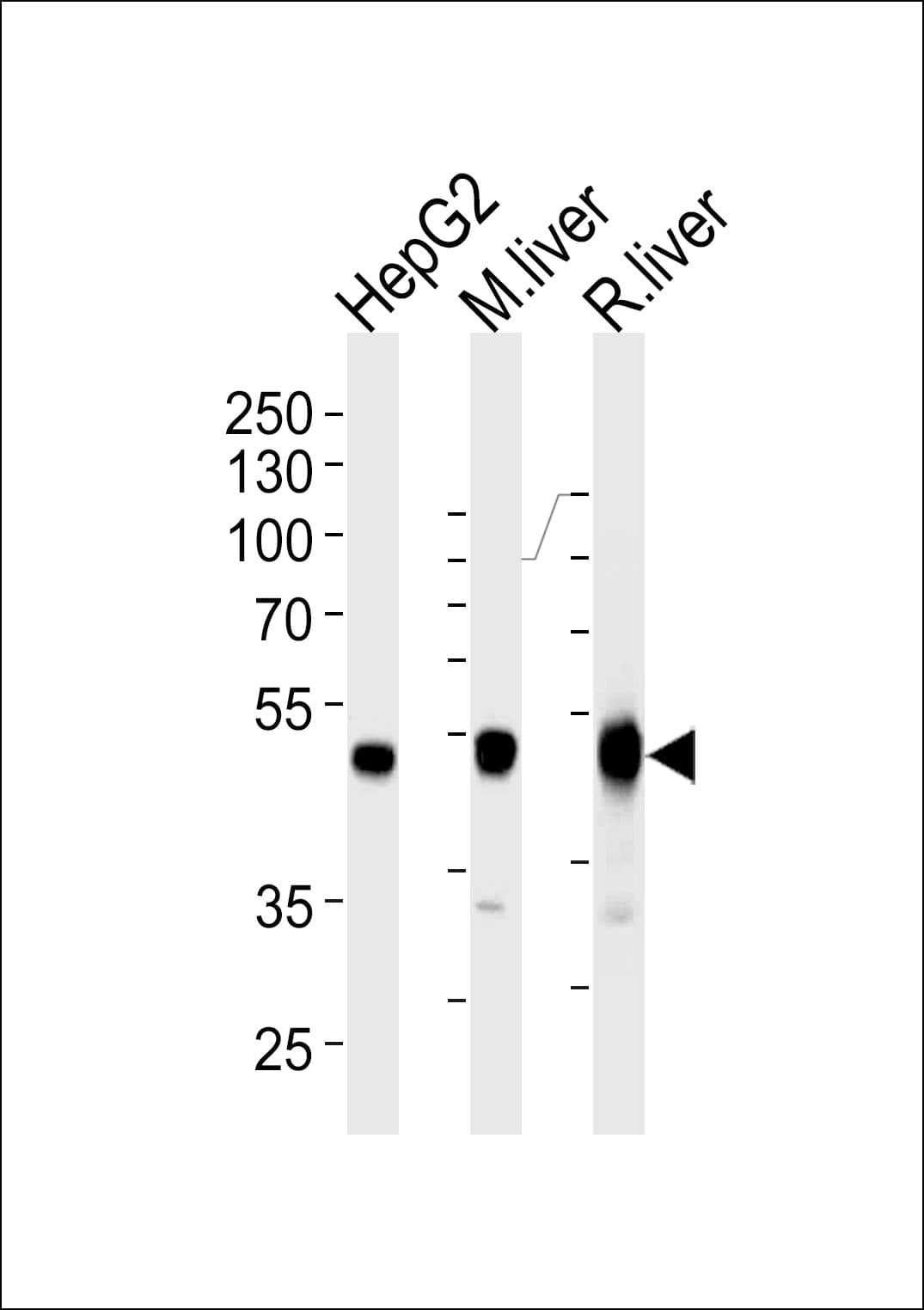 PH / PAH Antibody (aa127-161, clone 717CT21.1.1)