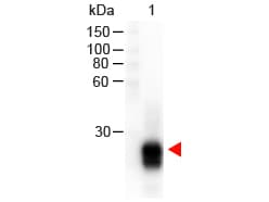 Goat Anti-Rabbit IgG Fab'2 Secondary Antibody (HRP)